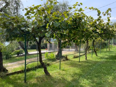 Holiday house Villa dei Limoni - Outdoor photo 6