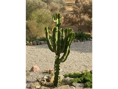 Villa Aphaia - Outdoor photo 15