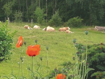 Apartment schöne Ferienwohnung im Sauerland - Outdoor photo 11