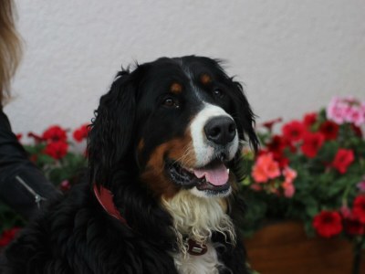 Apartment 1. Appartment/2 Schlafräume/Dusche, WC - Outdoor photo 22