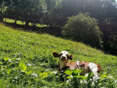 Apartment 1. Appartment/2 Schlafräume/Dusche, WC - Outdoor photo 25