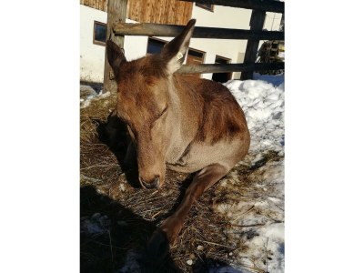 Apartment 1. Appartment/2 Schlafräume/Dusche, WC - Outdoor photo 28
