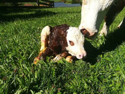 Apartment 1. Appartment/2 Schlafräume/Dusche, WC - Outdoor photo 30