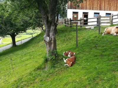 Apartment 1. Appartment/2 Schlafräume/Dusche, WC - Outdoor photo 33