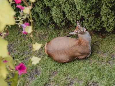 Apartment 1. Appartment/2 Schlafräume/Dusche, WC - Outdoor photo 51
