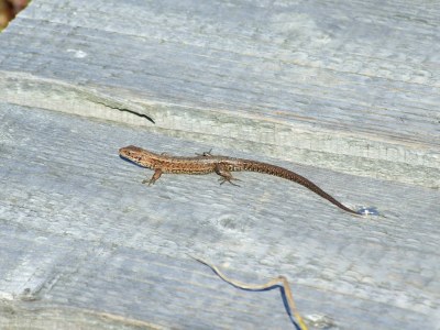 Holiday apartment "Zum Torfstecher" - Environment photo 20