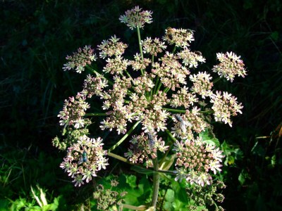 Holiday apartment "Zum Torfstecher" - Environment photo 21