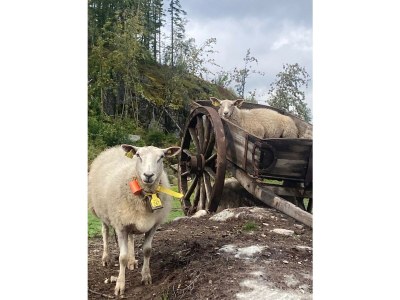 Residence Østerdalsstua Residence - Environment photo 16