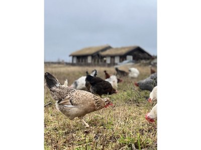 Residence Østerdalsstua Residence - Environment photo 17