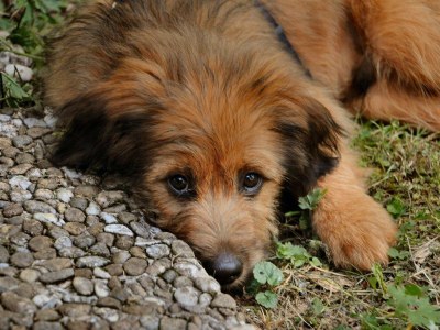 Holiday house "Forestmill" at residential park Weiherhof at lake Titisee - Environment photo 18