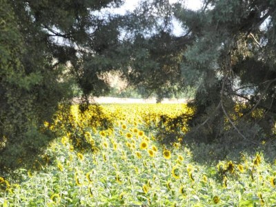 Villa Wohnung am See mit Gartenblick - Environment photo 31