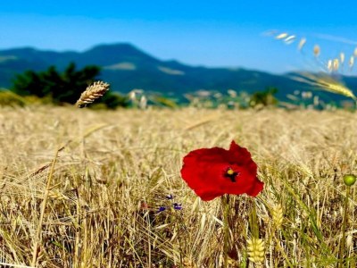 Villa Wohnung am See mit Gartenblick - Environment photo 34