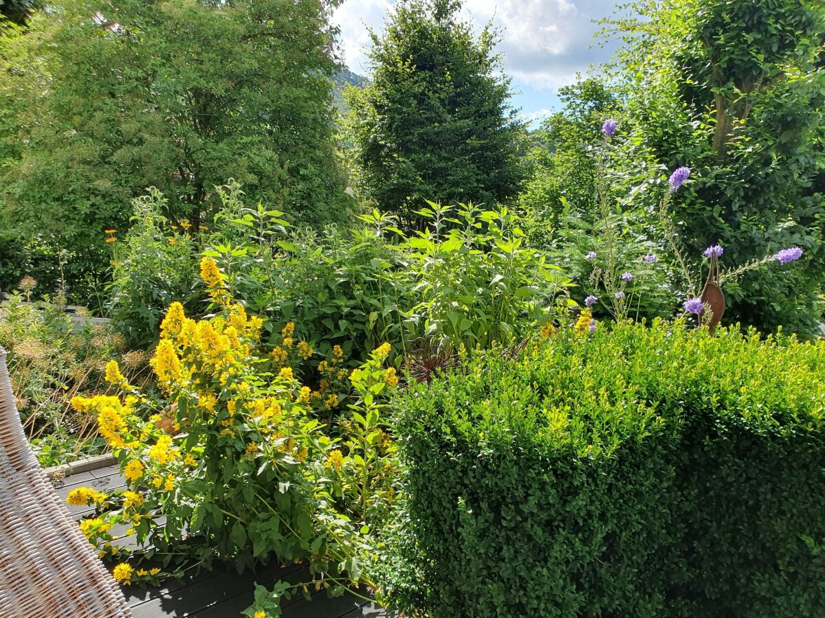 Apartment Terrassen-Retreat in Winterberg - Outdoor photo 3