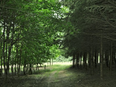 Holiday apartment Frankenwaldhaus - Outdoor photo 6