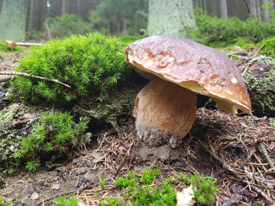 Holiday apartment Frankenwaldhaus - Outdoor photo 8