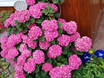 Holiday apartment Frankenwaldhaus - Outdoor photo 10