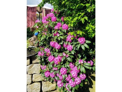 Holiday apartment Frankenwaldhaus - Outdoor photo 13