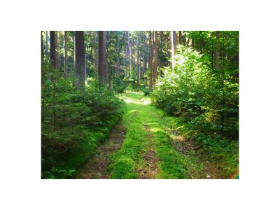 Holiday apartment Frankenwaldhaus - Outdoor photo 26