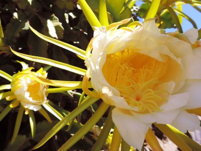 Holiday house el Morrito - Environment photo 16