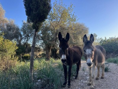 Cottage Villa Munalegre - Environment photo 46