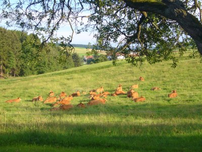 Holiday house 1 Siefertshof - Environment photo 20