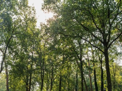 Holiday park Forest-View Tiny House - Environment photo 15