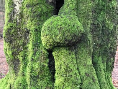 Holiday park Cottage in De Veluwe am Teich für 6 Von Belvilla - Environment photo 20