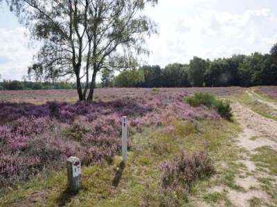 Holiday park Holiday Home in Hellendoorn near Forest - Environment photo 18
