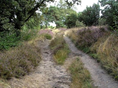 Holiday park Holiday Home in Hellendoorn near Forest - Environment photo 27
