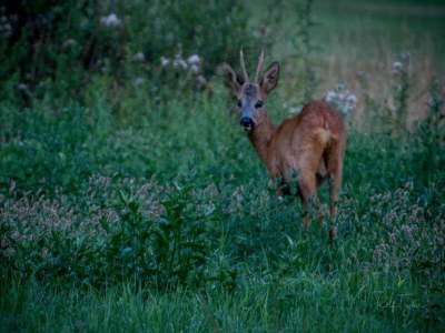 Holiday park Kurzurlaub mit überdachter Veranda - Environment photo 26