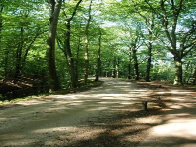 Holiday park Modern Forest Chalet - Environment photo 23