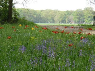 Holiday park Modern Forest Chalet - Environment photo 24