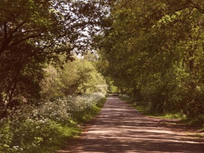 Holiday park Modern Forest Chalet - Environment photo 25