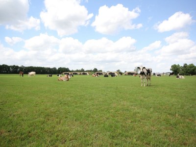 Holiday park Apartment in Netherlands with Scenic Meadows - Outdoor photo 4