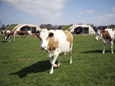 Holiday park Apartment in Netherlands with Scenic Meadows - Environment photo 12