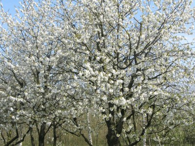 Holiday park Apartment in Netherlands with Scenic Meadows - Environment photo 18