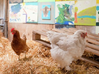 Holiday park Bungalow in Heeten mit Terrasse für 6 Von Belvilla - Outdoor photo 40