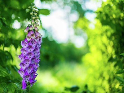 Holiday park Freistehendes Chalet in ruhiger Landschaft - Outdoor photo 23