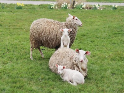 Holiday park Villa in Friesland with Waterfront Jetty - Environment photo 38