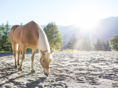 Holiday house Chalet Astrid - Outdoor photo 6