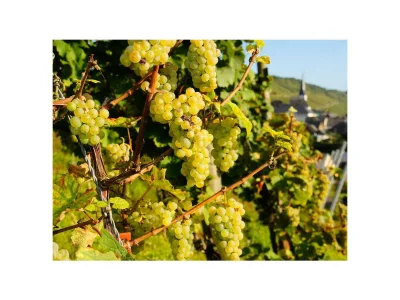 Holiday apartment Gerhard "Im Tal" - Environment photo 8