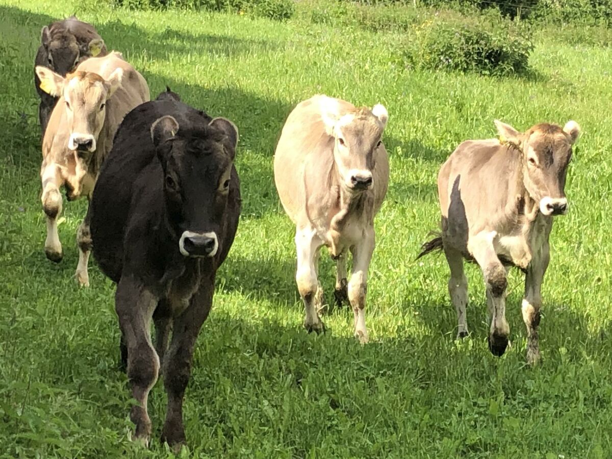 Apartment Appartement 2 Ost - Outdoor photo 4