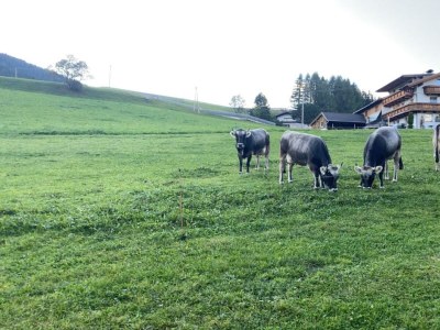 Apartment Appartement Alpenrose - Outdoor photo 6