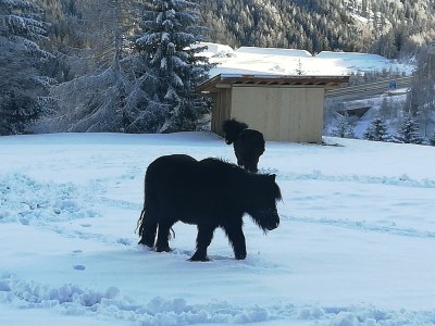 Apartment Appartement Alpenrose - Outdoor photo 20