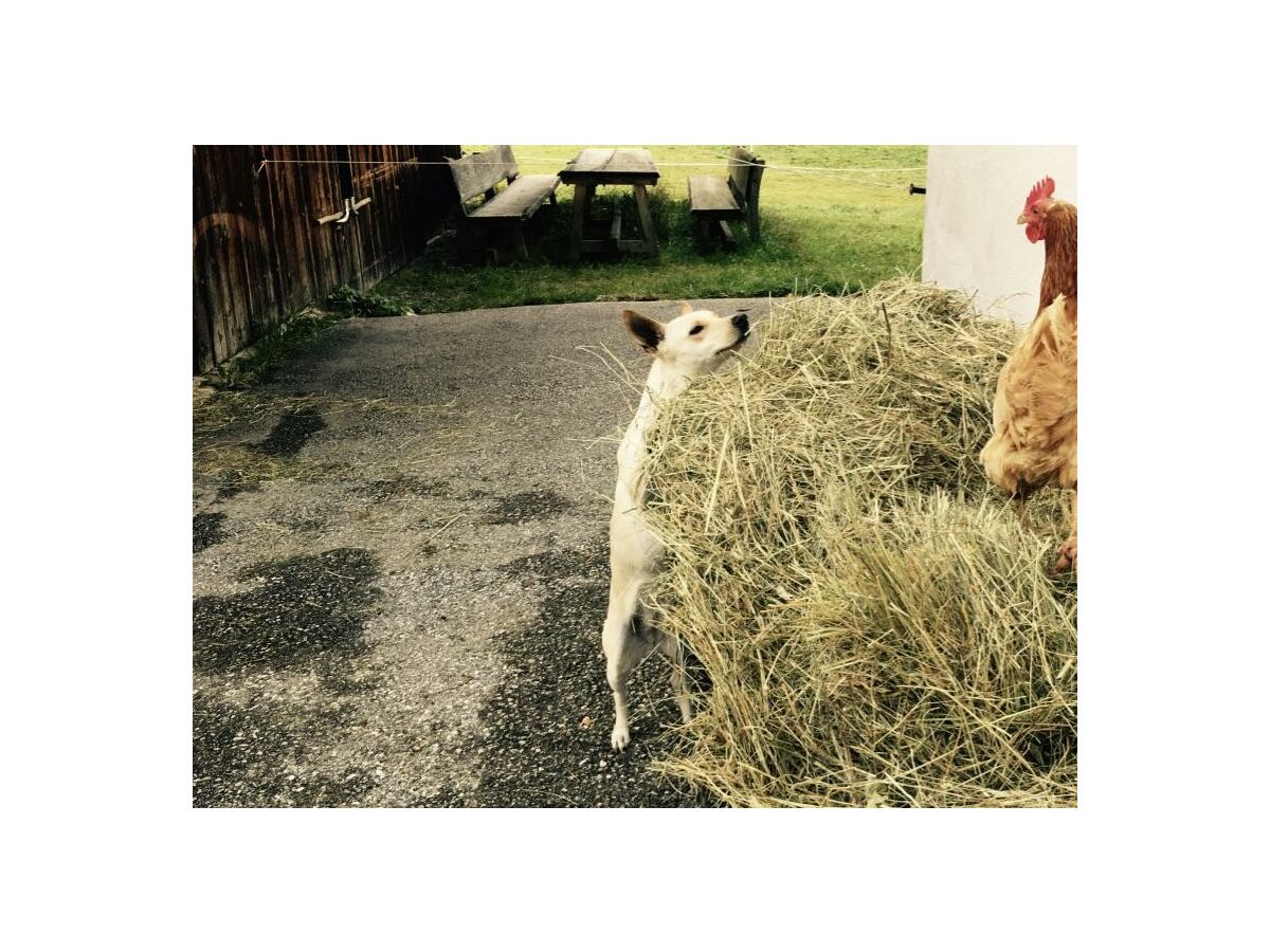 Apartment Ferienwohnung mit Terrasse und Garten - Outdoor photo 3