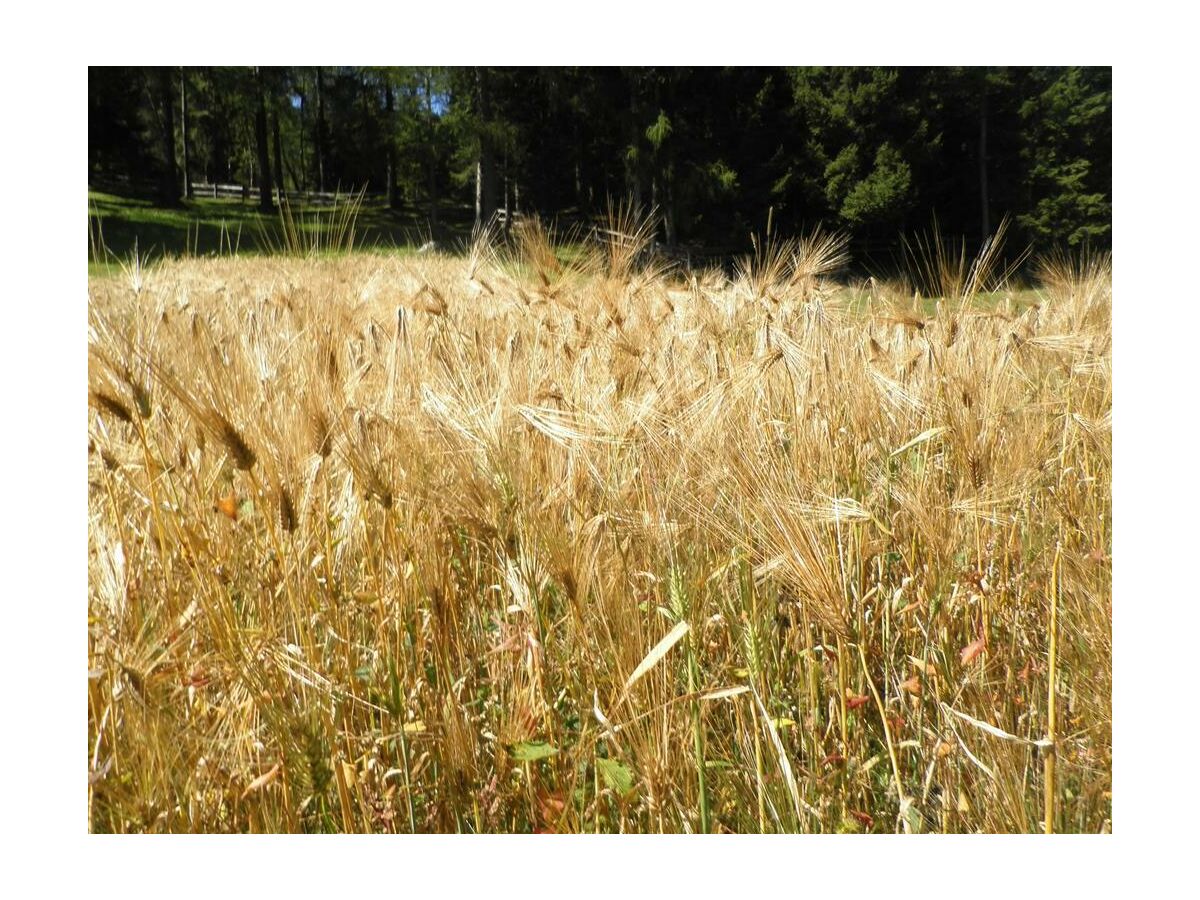 Holiday room Dreibettzimmer - Outdoor photo 5