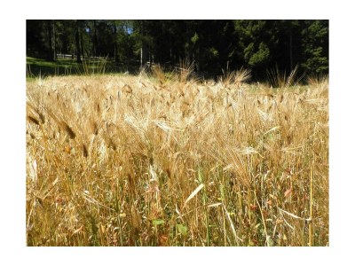 Holiday room Dreibettzimmer - Outdoor photo 5