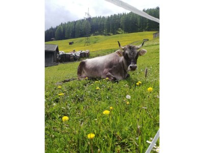 Holiday room Dreibettzimmer - Outdoor photo 23