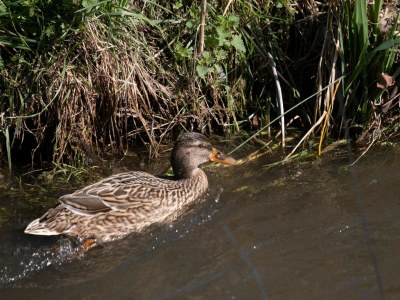 Apartment Landwohnung mit Aussicht - Outdoor photo 29