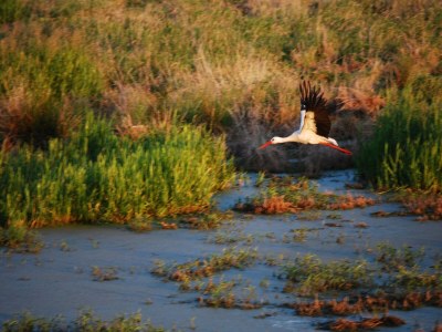 Apartment Studio in Dargun mit Pool am Kummerower See - Environment photo 31